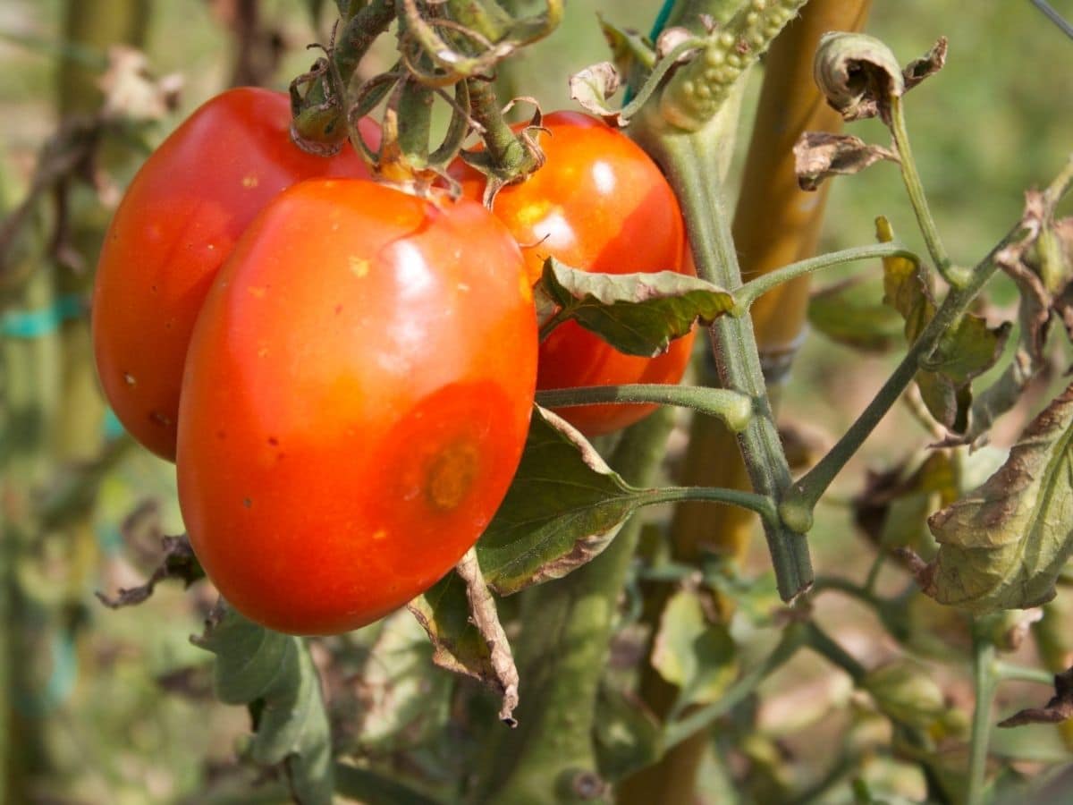 diseased tomato