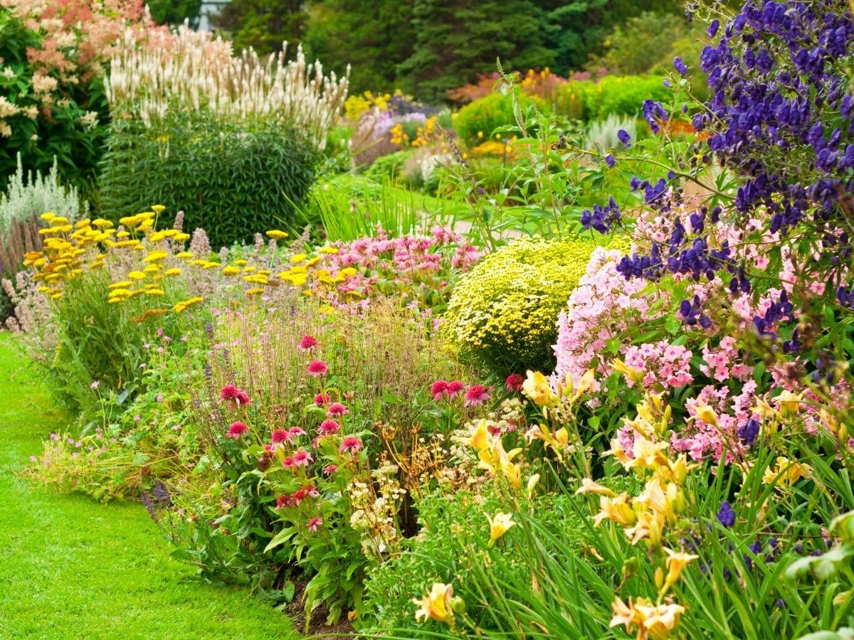 A garden full of flowers