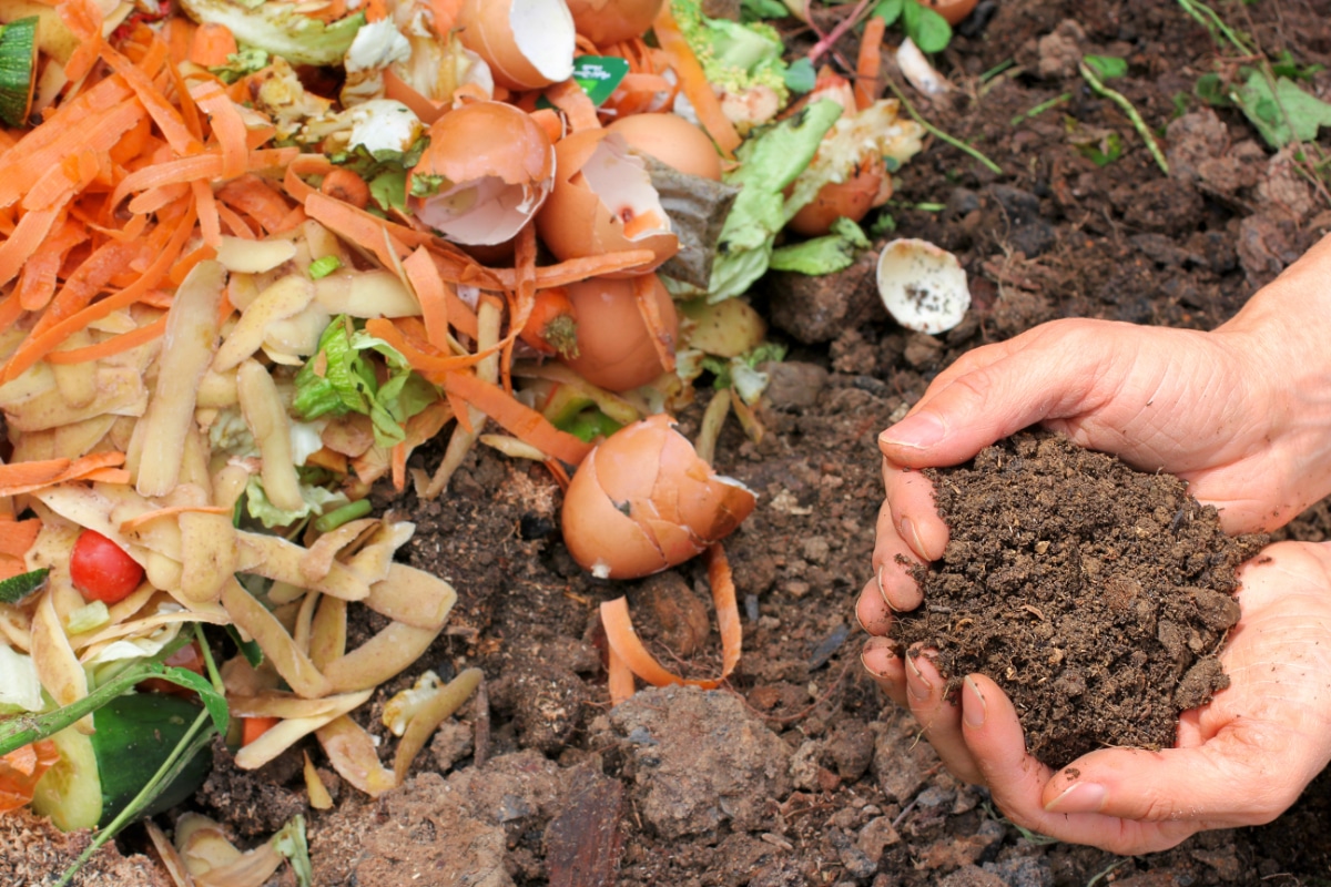 Eggshell with Compost