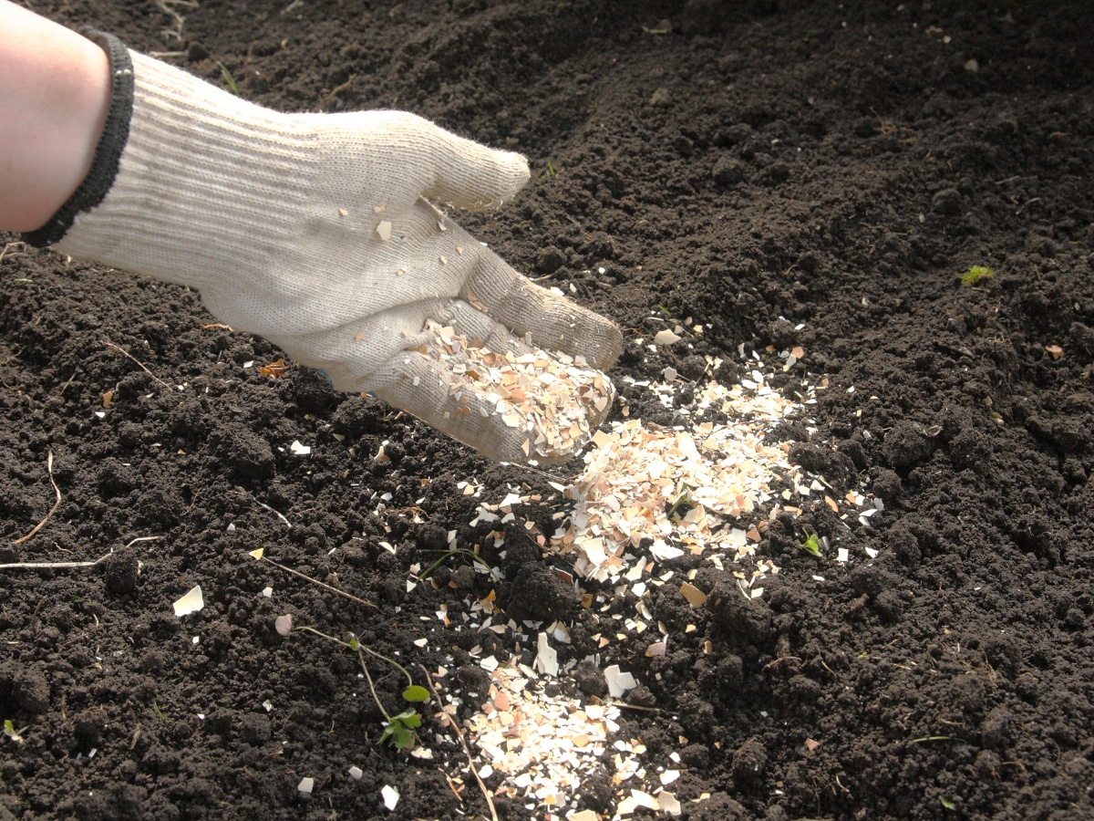 Eggshells in the Garden Fight End Rot