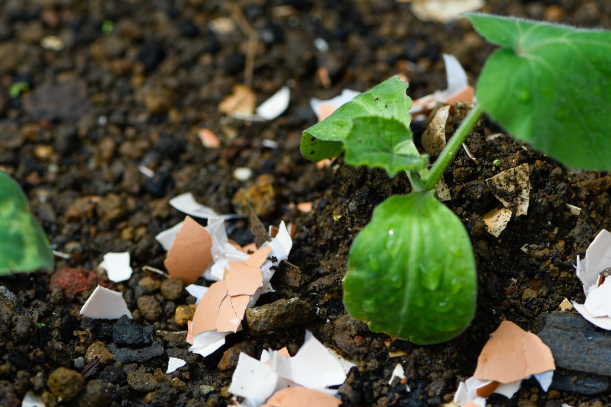 Eggshells in the Garden