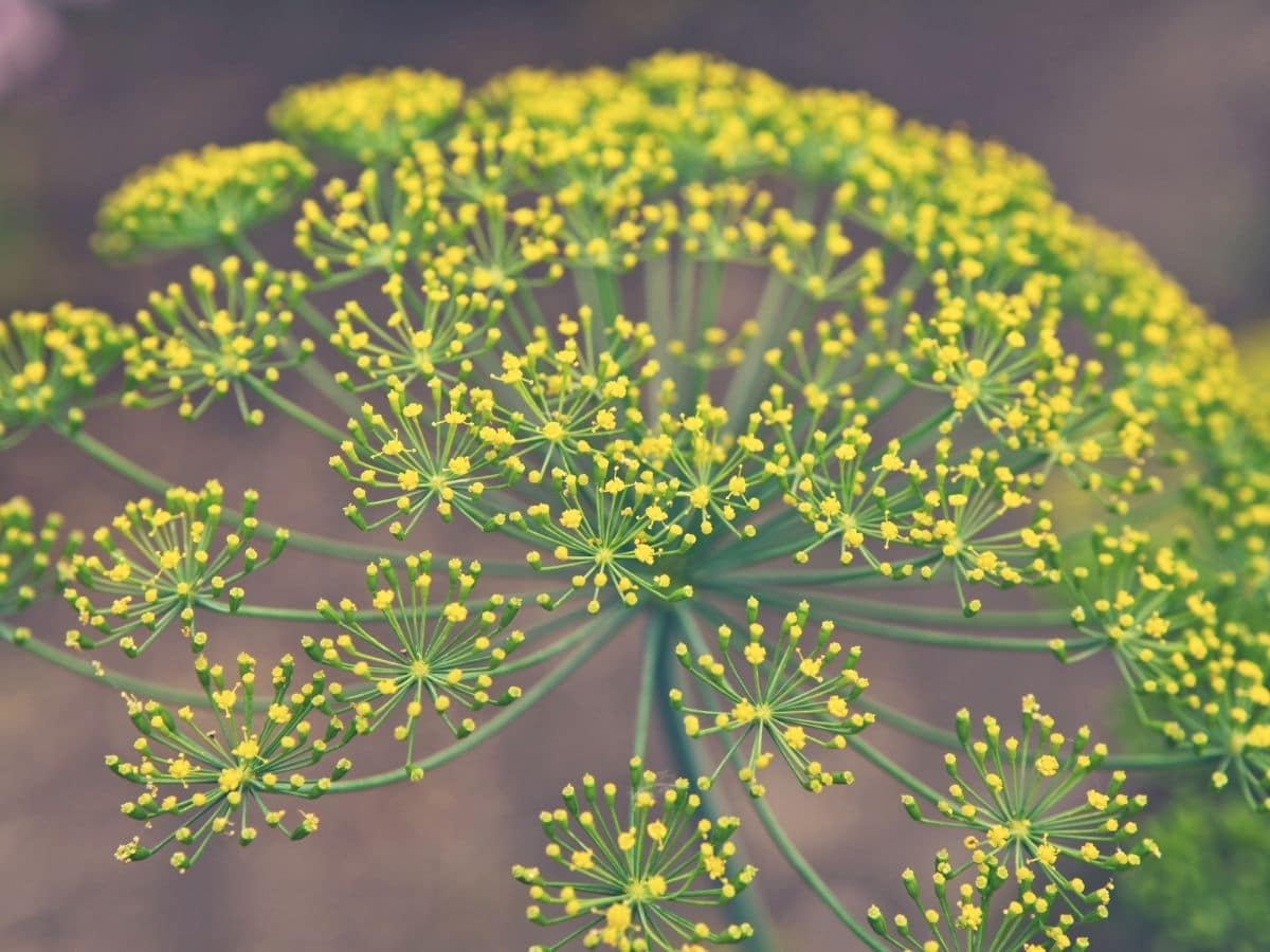 Flowering Dill