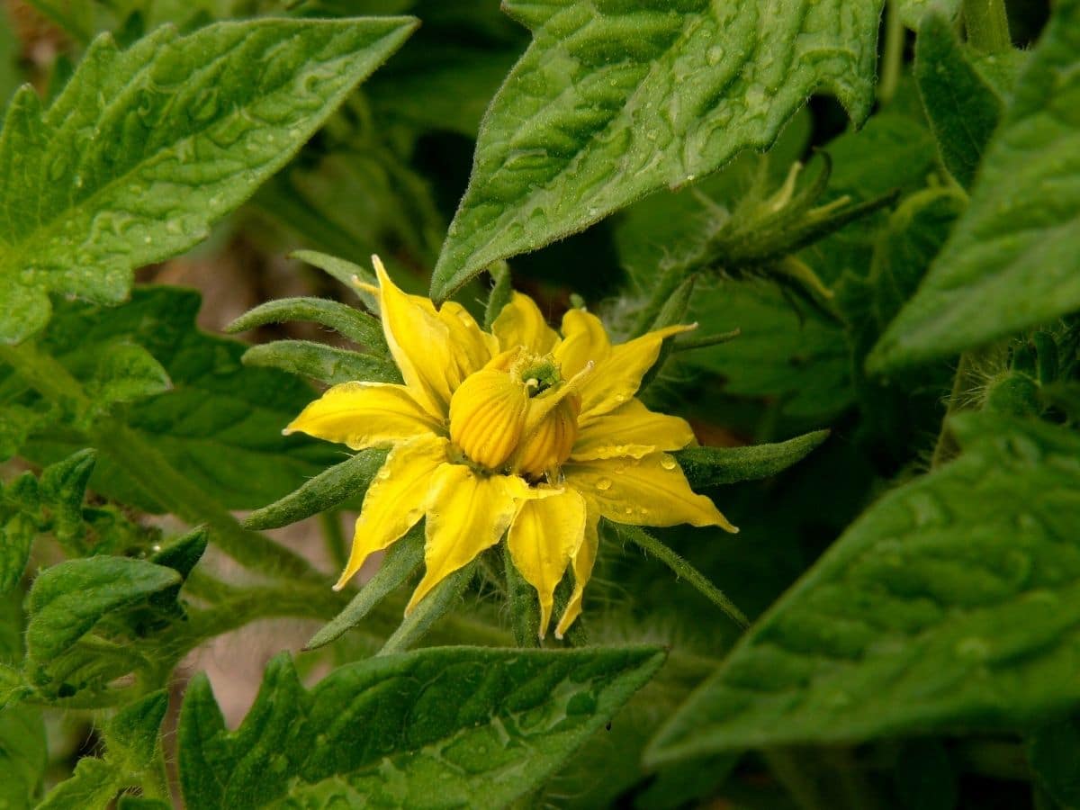 Tomato Flower