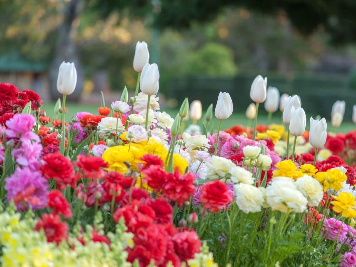 Flowers in Bloom