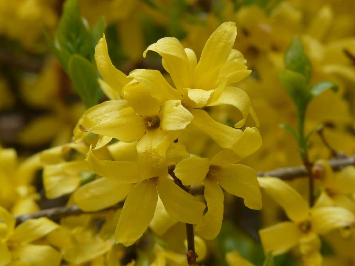 Forsythia