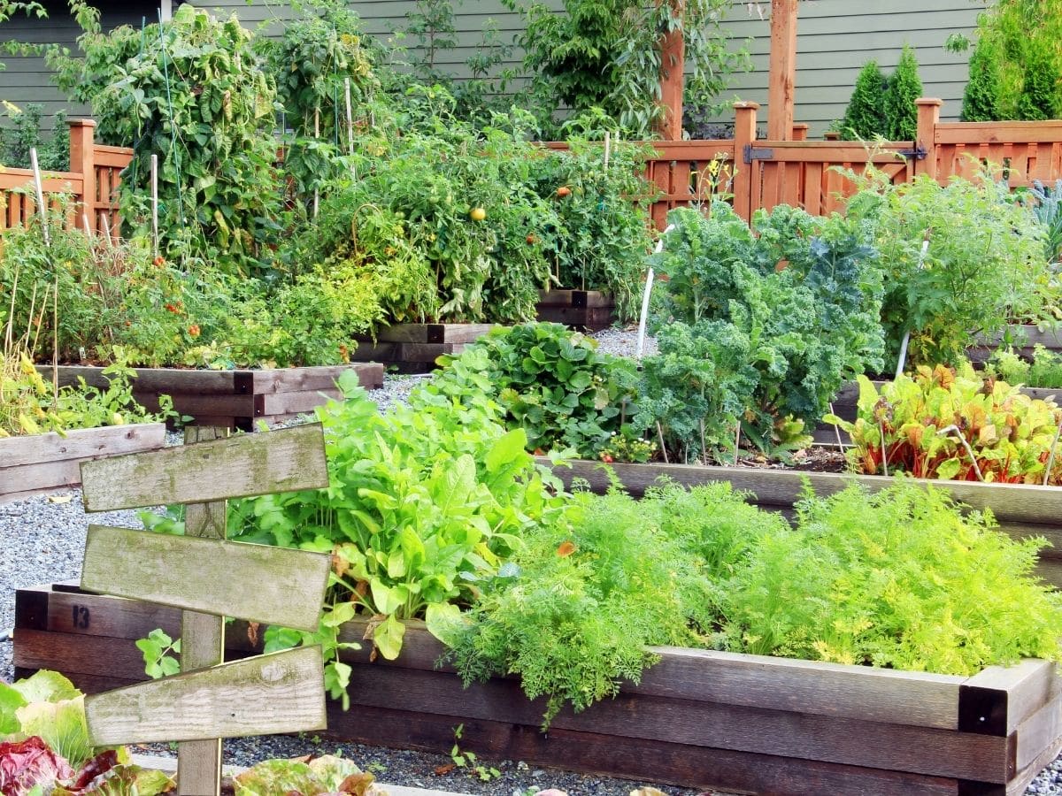 Thriving veggie patch