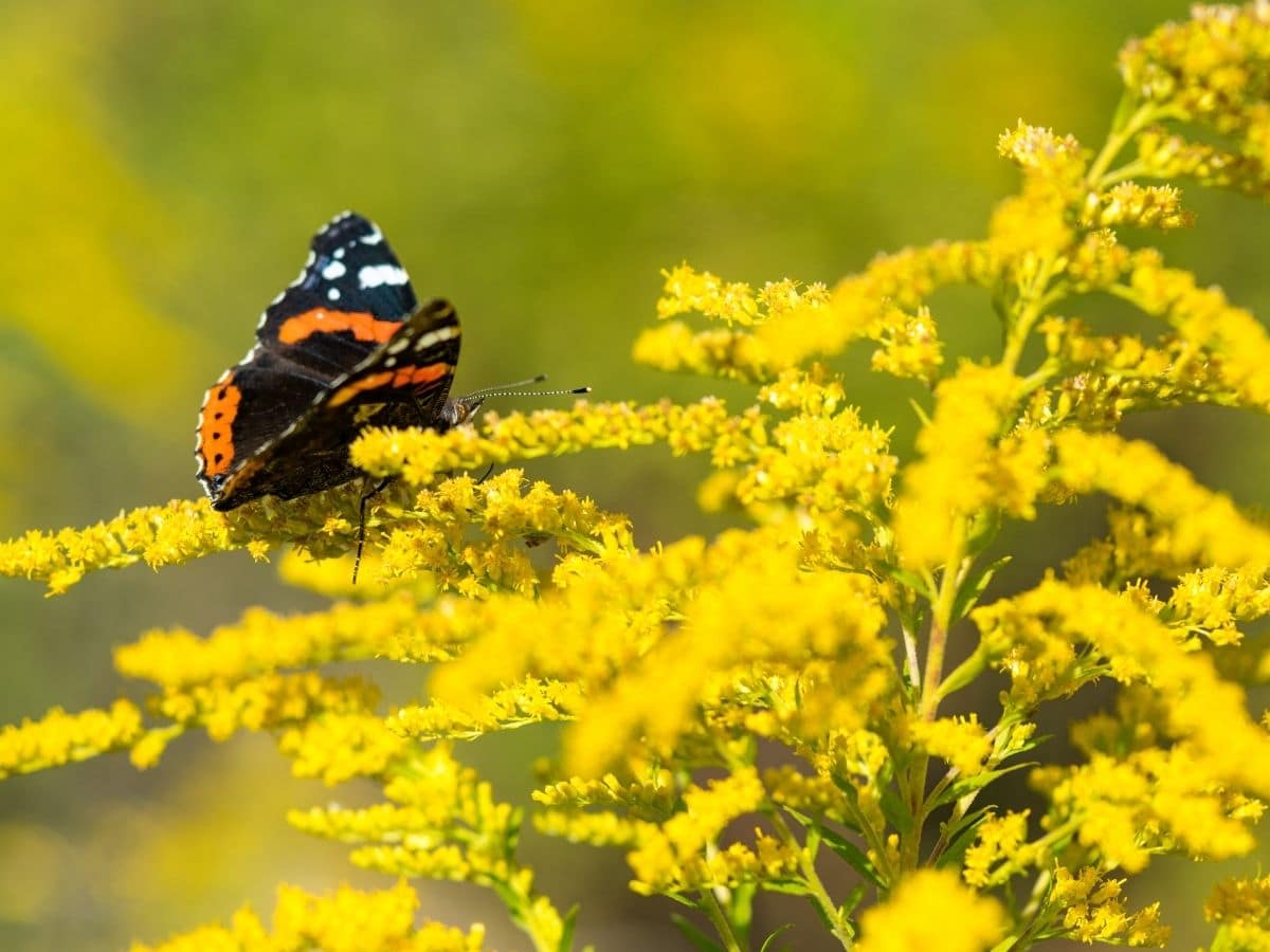 Goldenrod with Butterfly