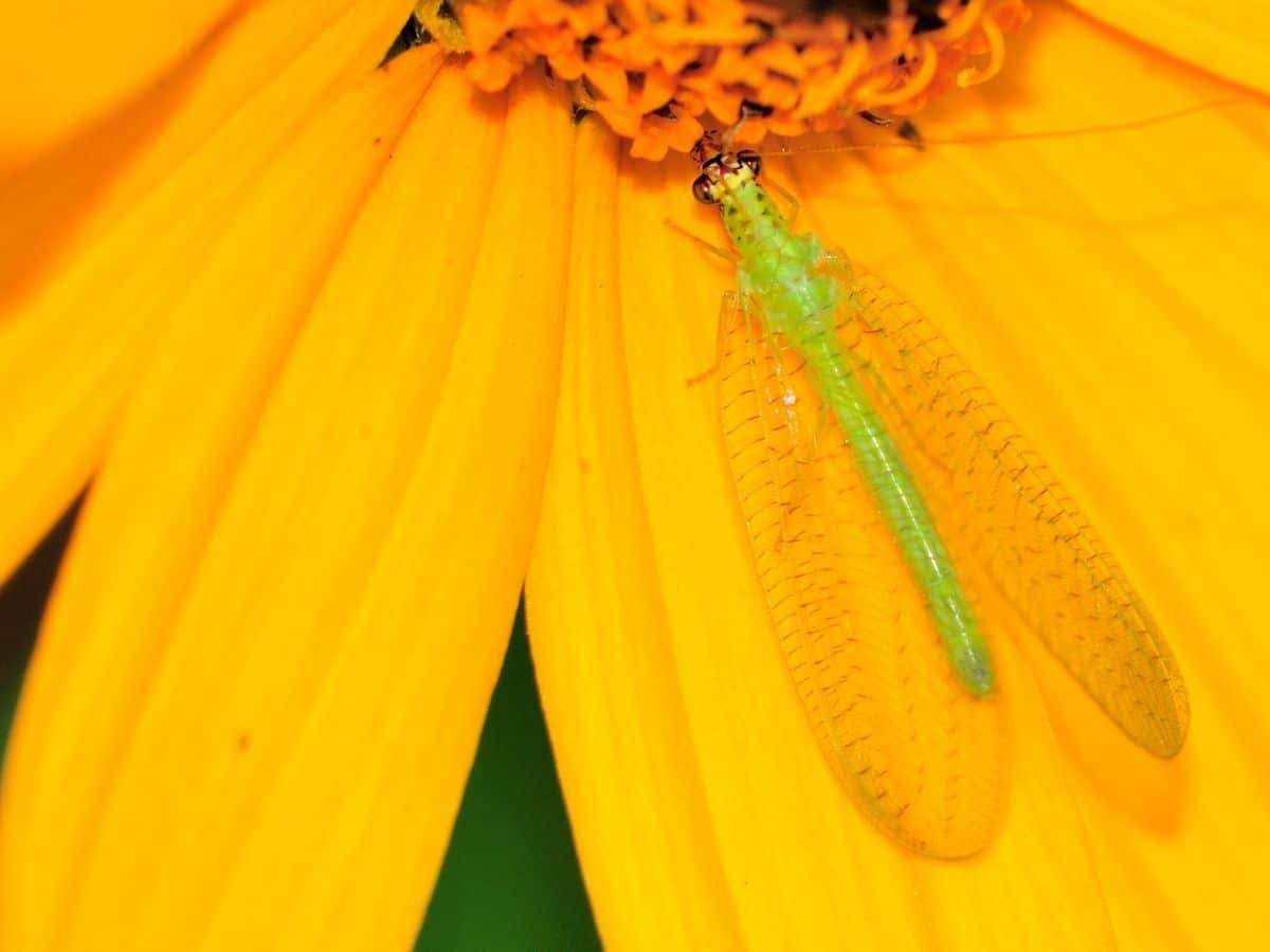 green lacewing