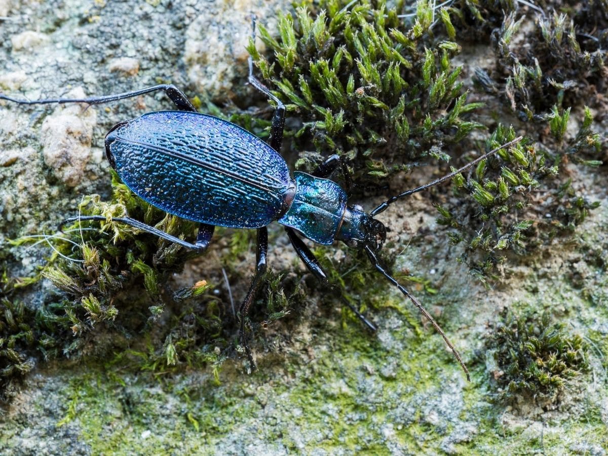 ground beetle