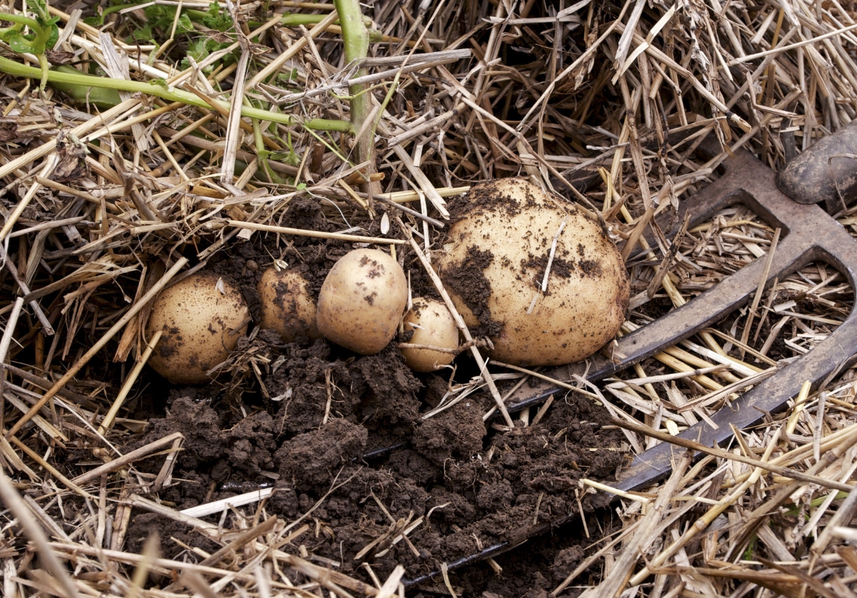 growing potatoes in straw