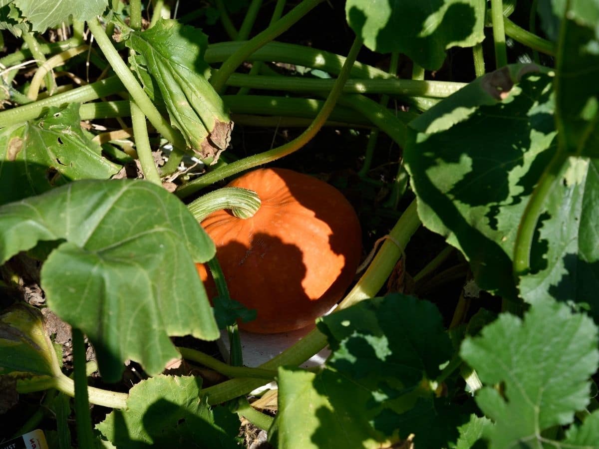 Pumpkins growing