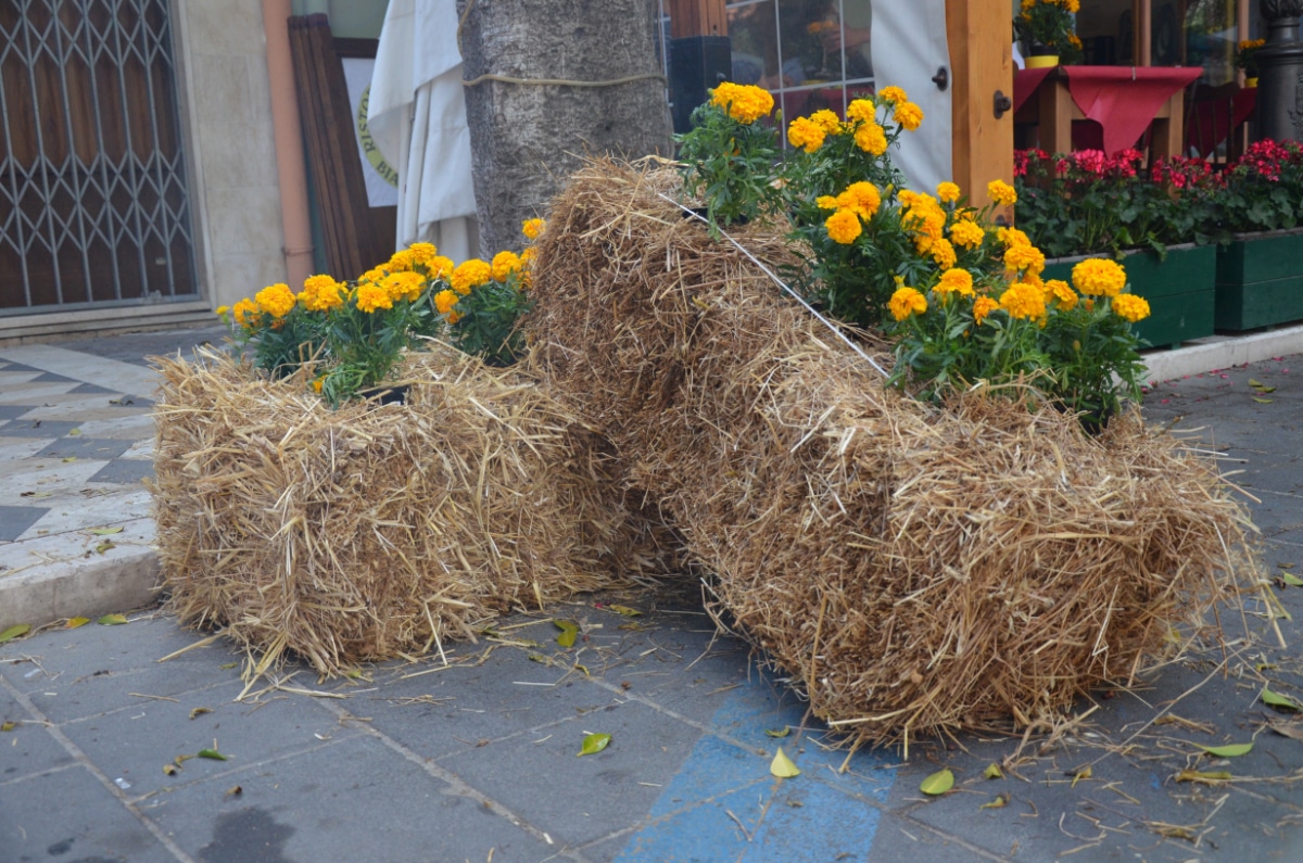 growing in straw