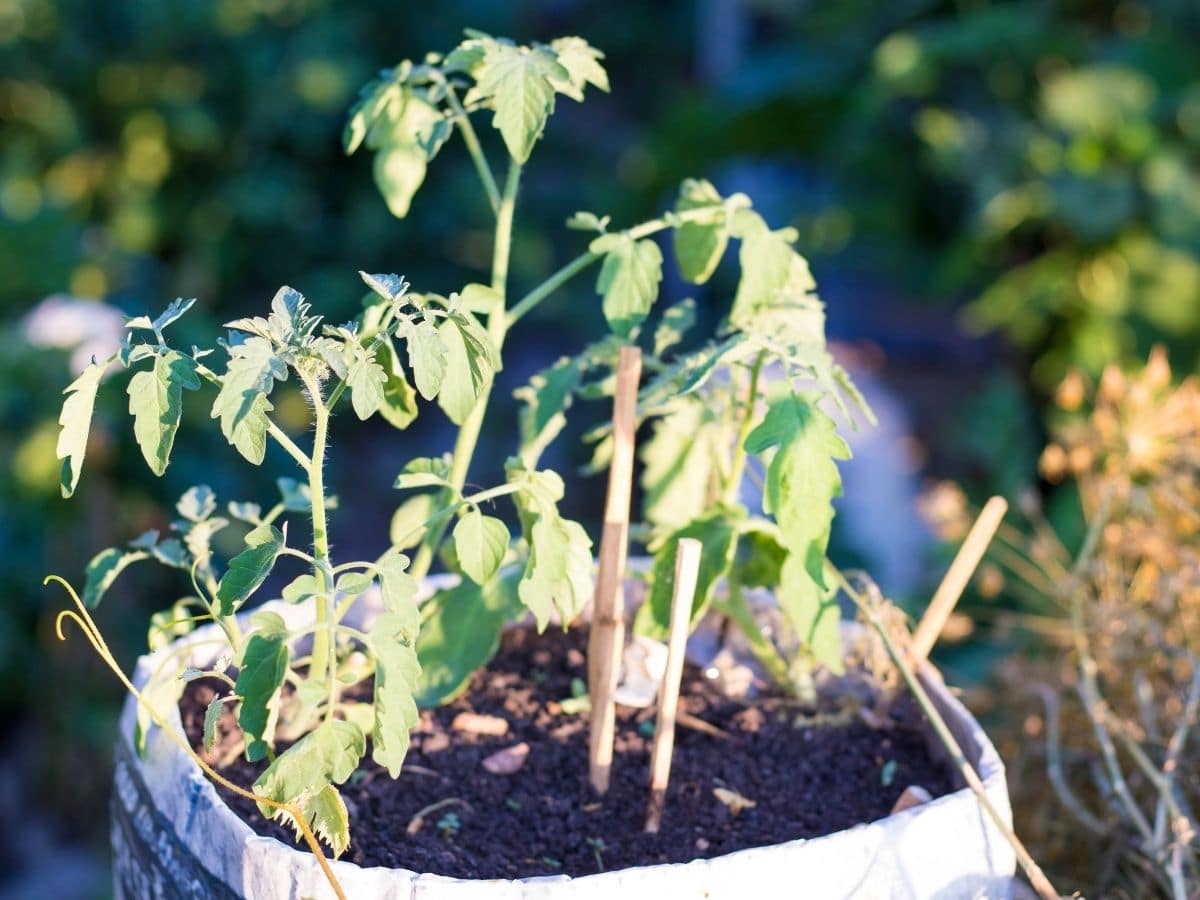 Hardening off tomatoes