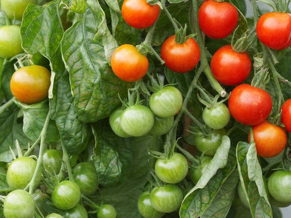 Happy and Healthy Tomato Plant