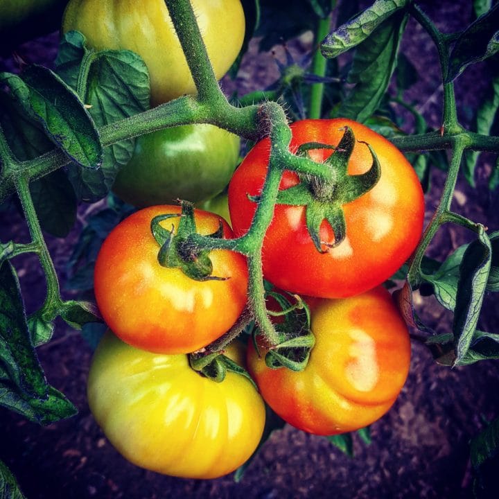 9 Easiest Heirloom Tomato Varieties to Grow Gardening