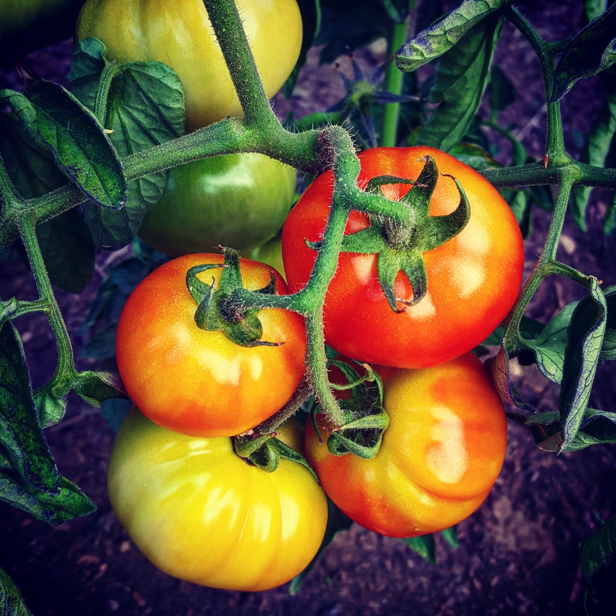 heirloom tomato plant