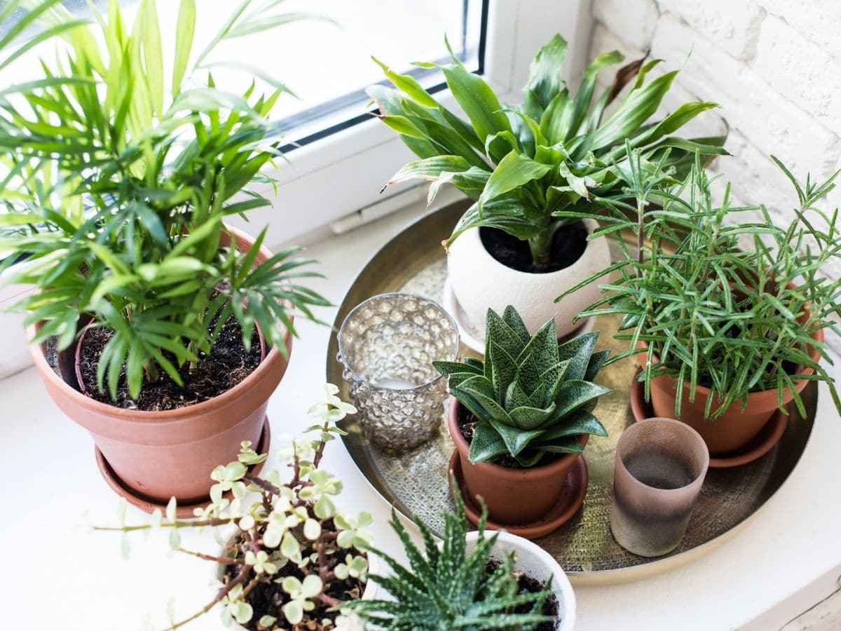 Houseplants