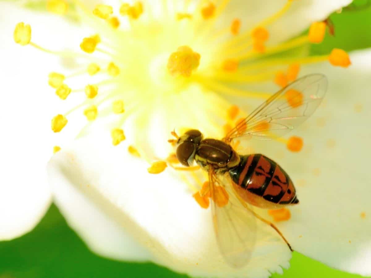 hoverflies