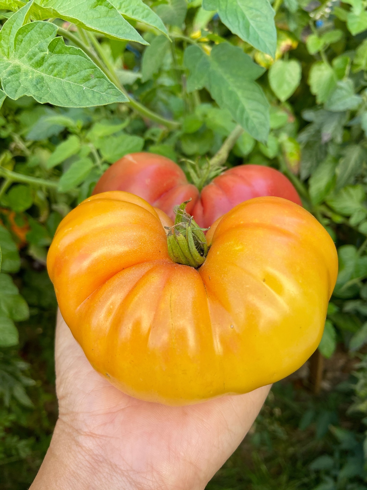 Kelloggs Breakfast Tomatoes