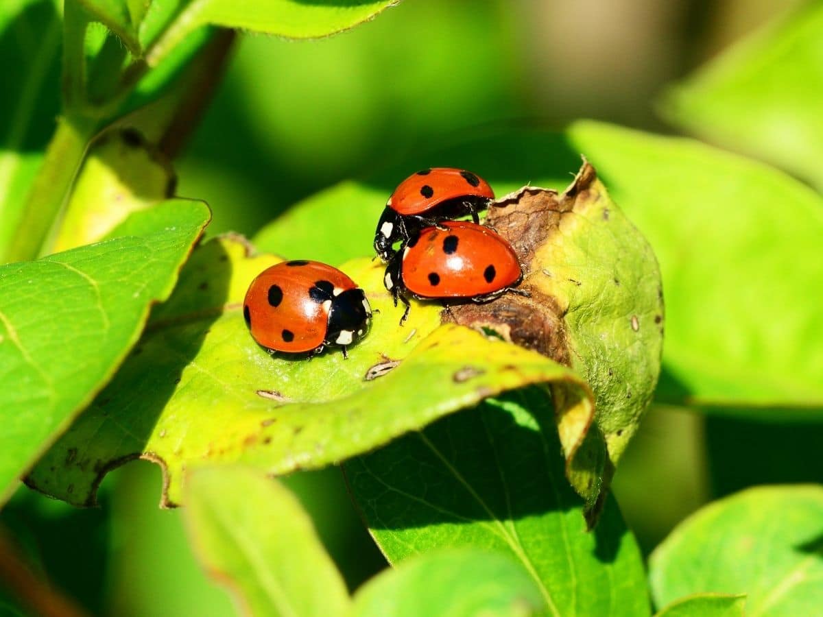 Ladybugs