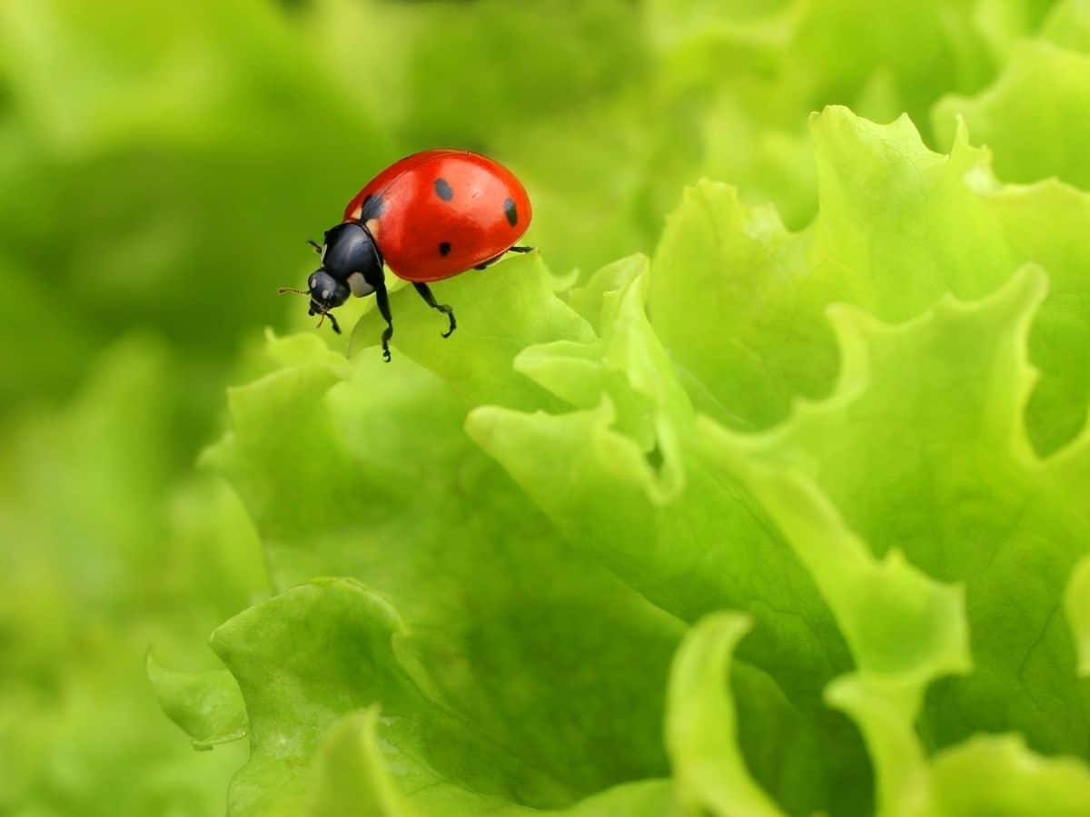 ladybug on lettuce