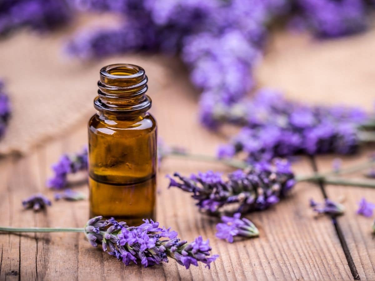 Lavender Essential Oil