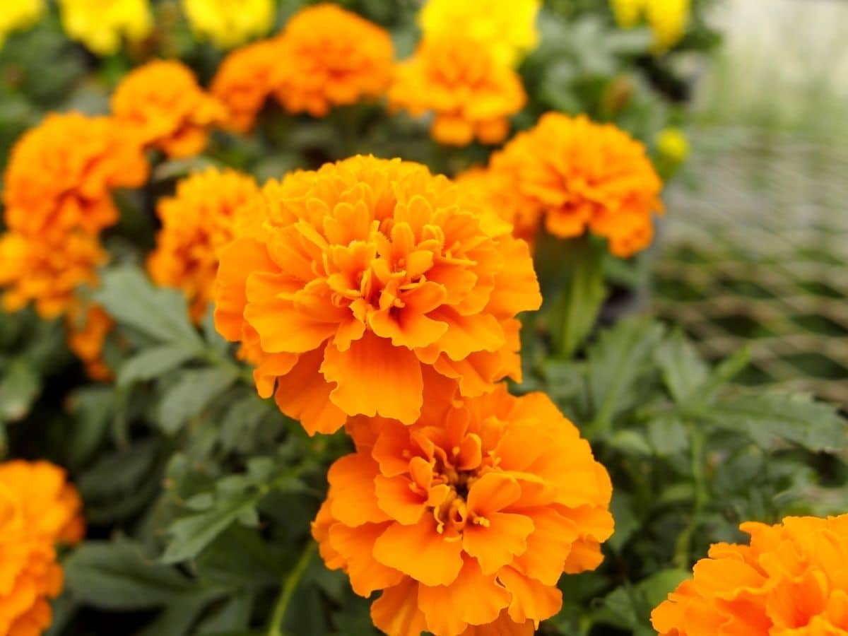 Marigolds in the garden