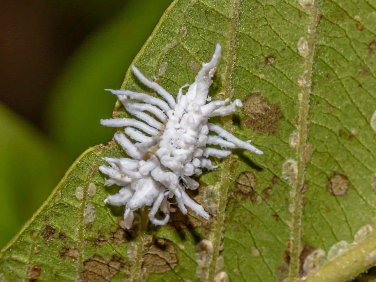 Mealybug