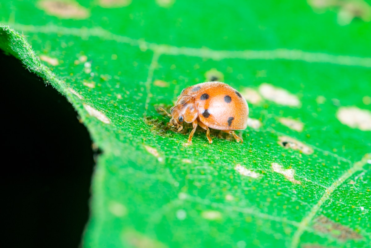 Mexican Bean Beetles