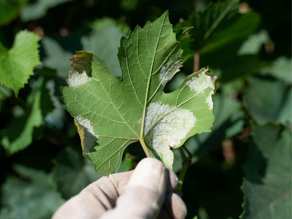 Mildew on a leaf