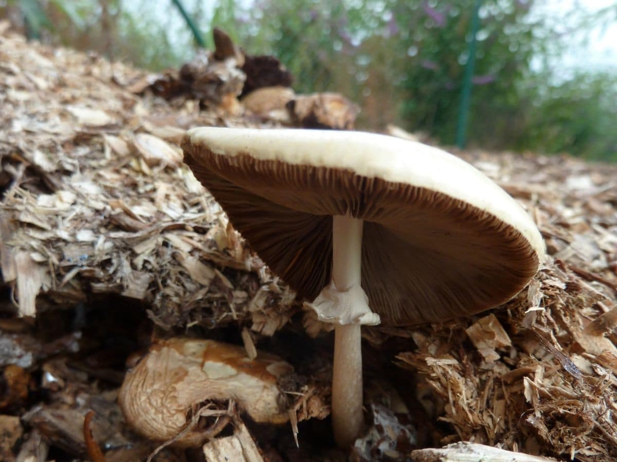 Mushroom in sawdust