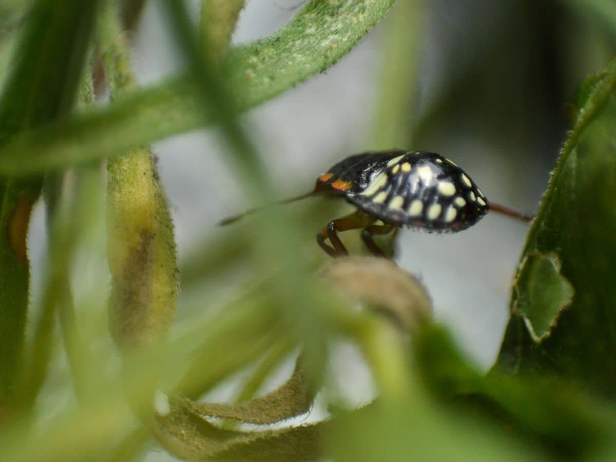 Bug in the garden