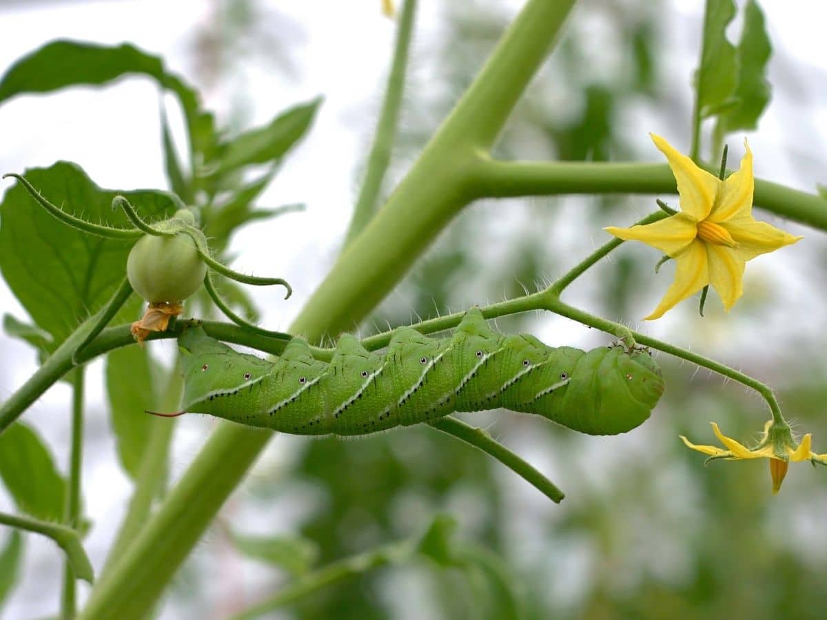 A bug on a tomato plant