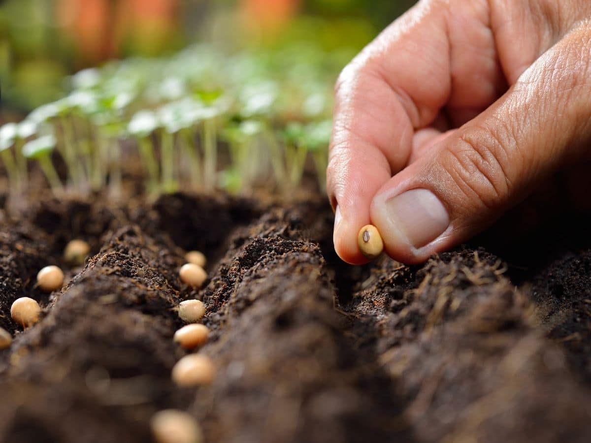 Planting seeds