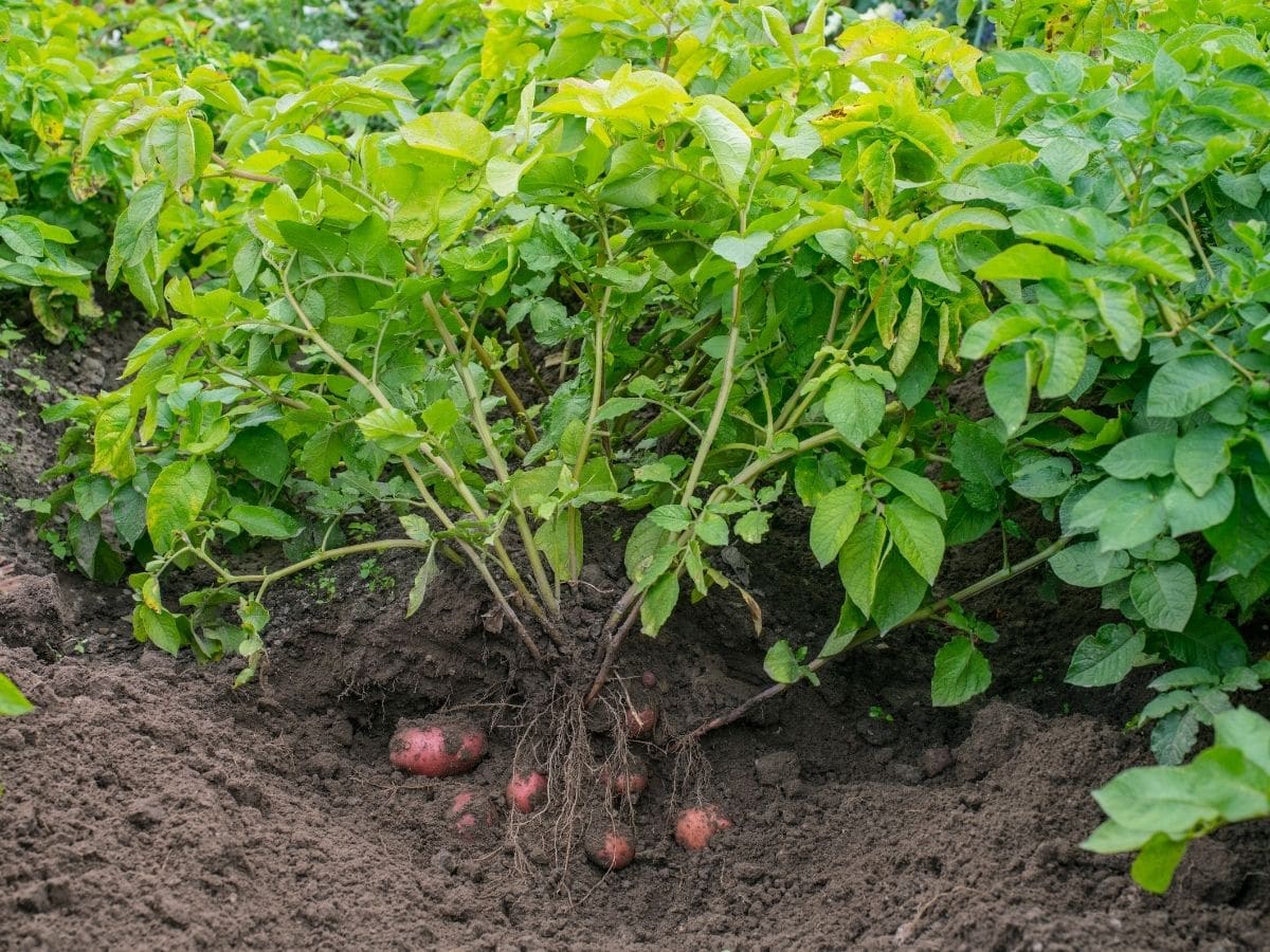 Potato plant