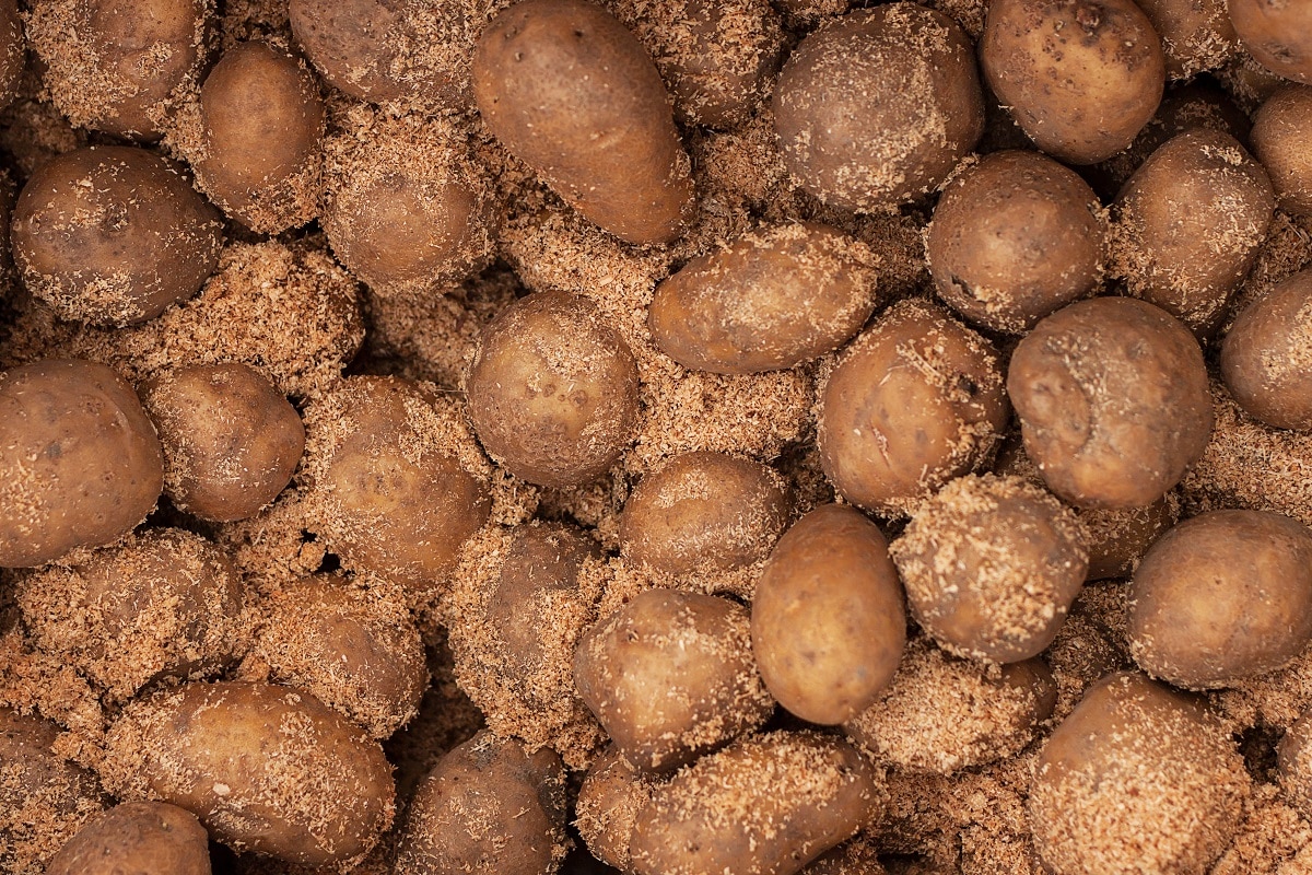 Potatoes covered in sawdust