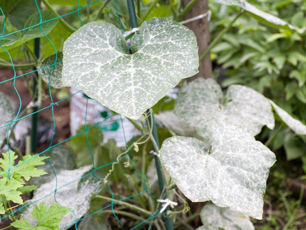 Powdery mildew