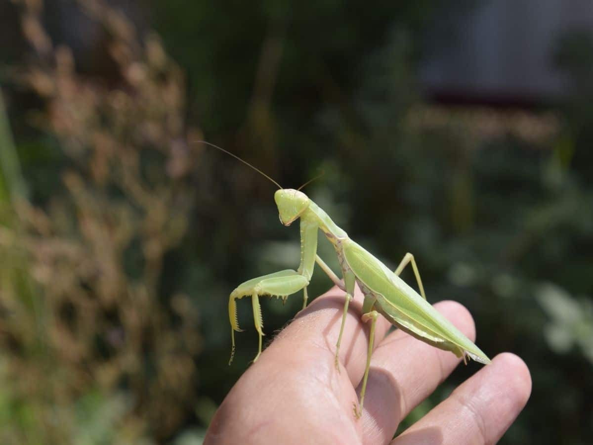 Praying Mantis