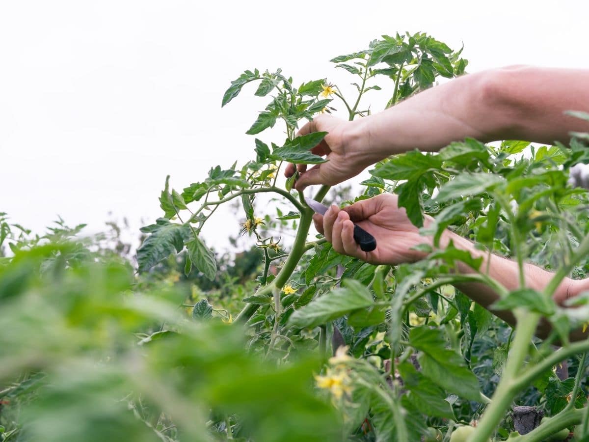 Pruning tomatoes