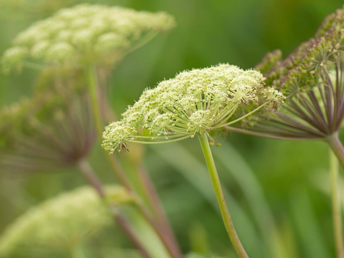 Queen Anne's Lace