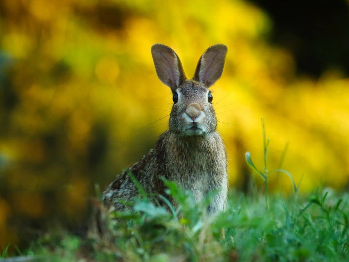 Rabbit in grass