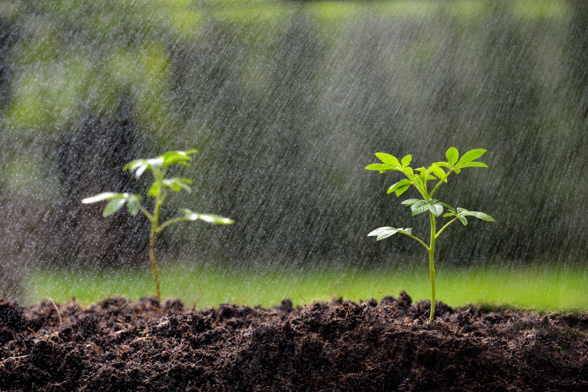 Rain in the garden