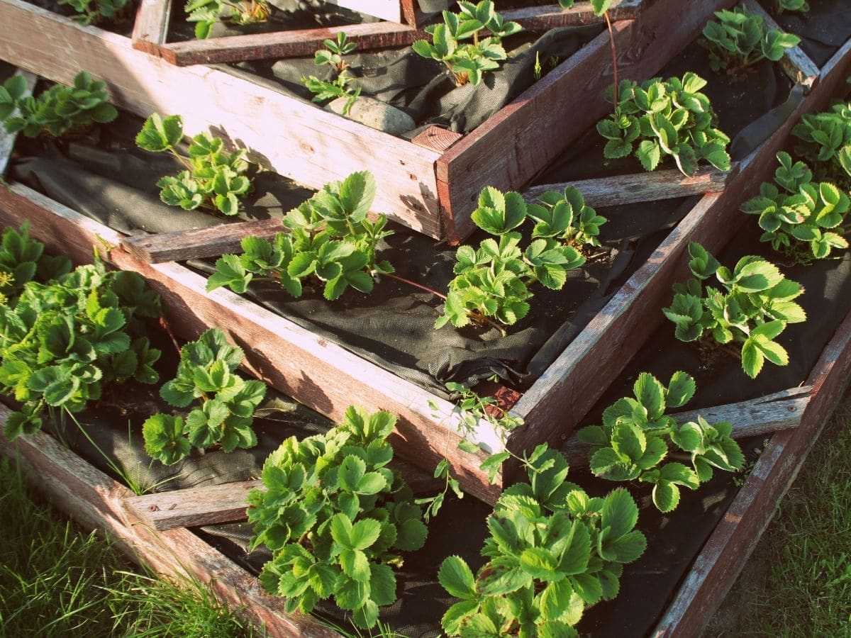 Raised Beds