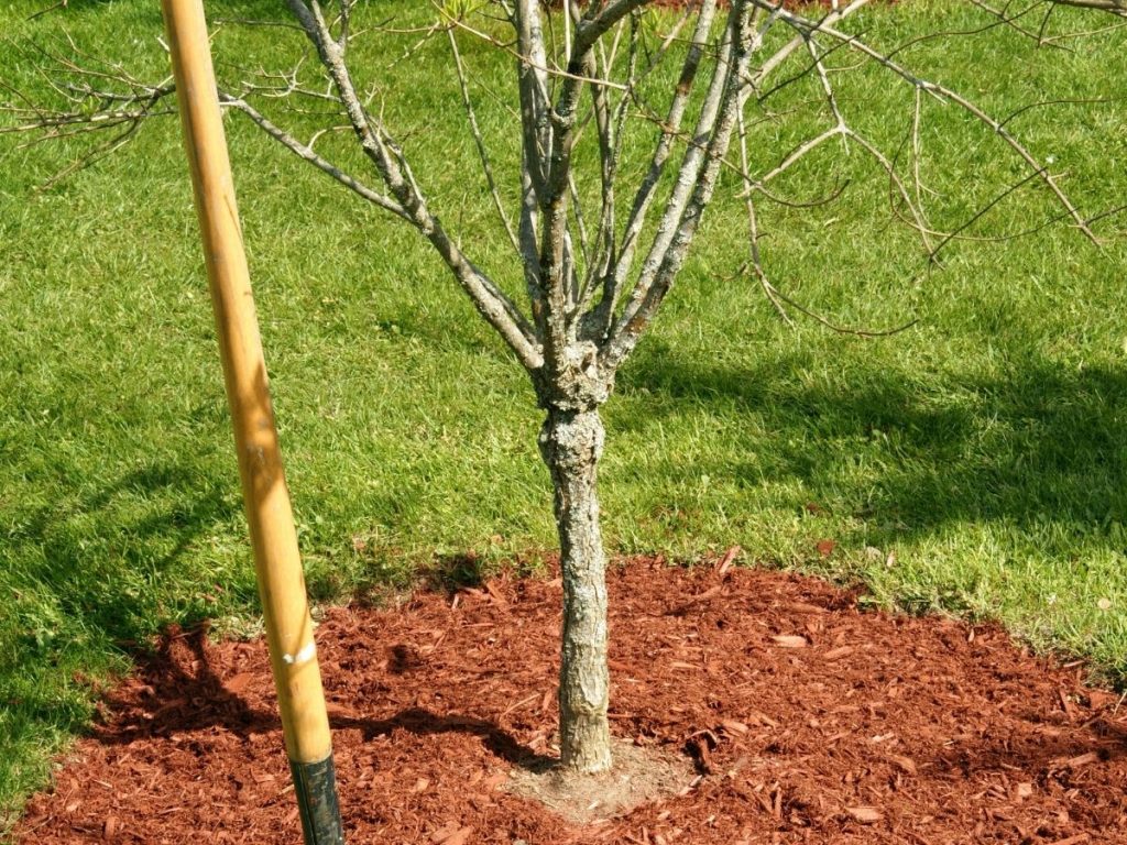 14+ Uses for Sawdust in the Garden With Tutorials Gardening
