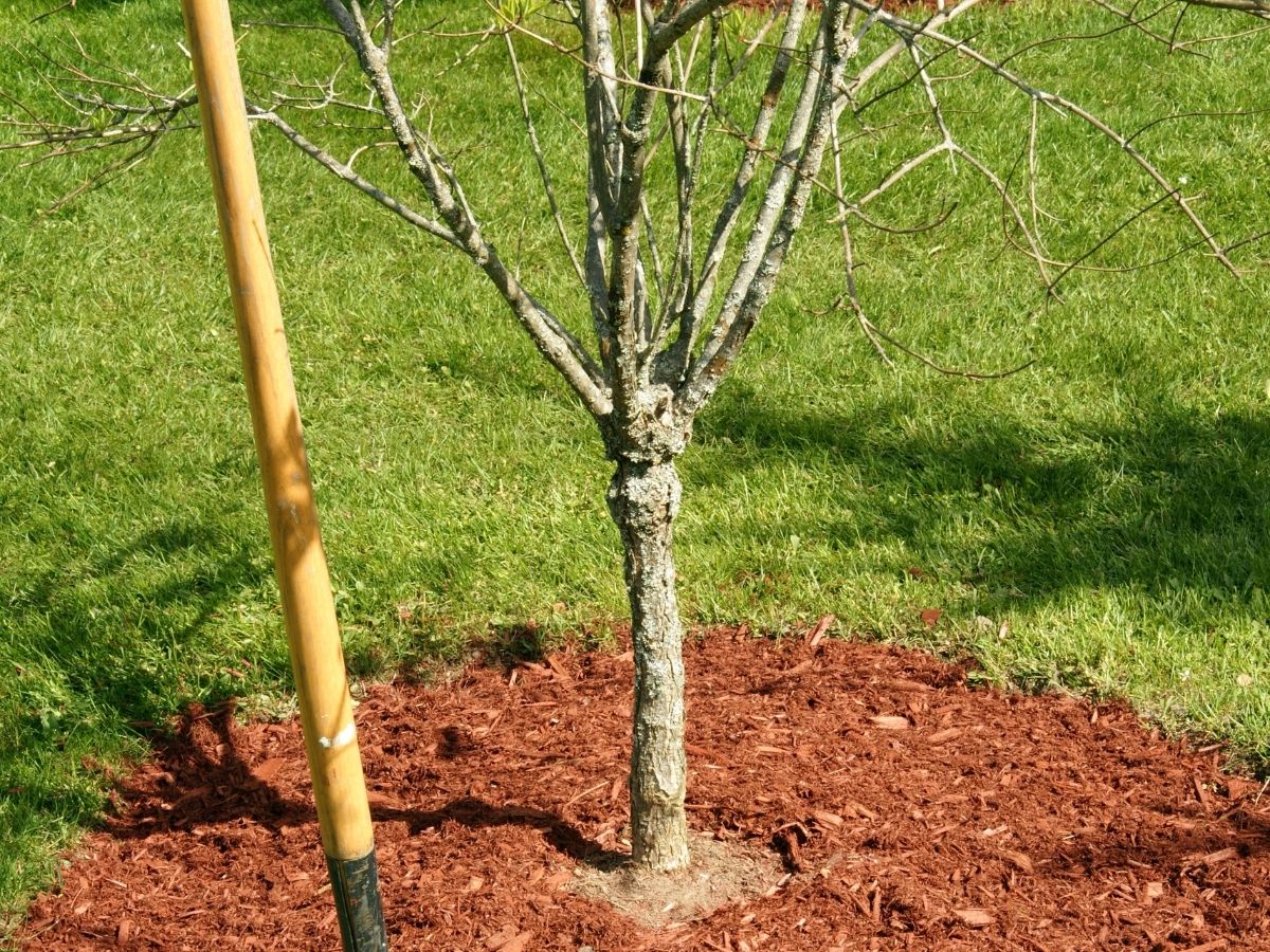 Sawdust around a tree