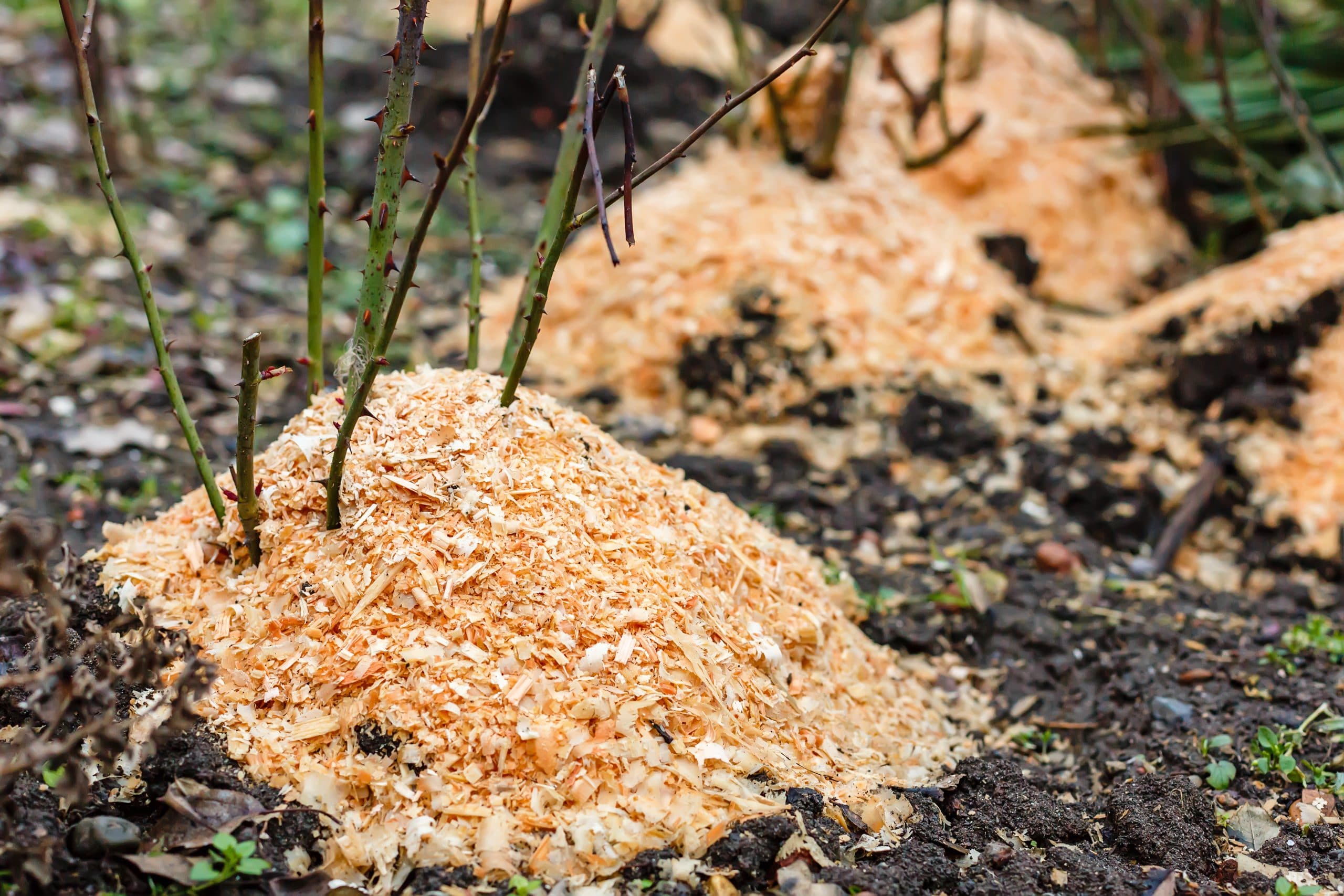 Sawdust protects roses