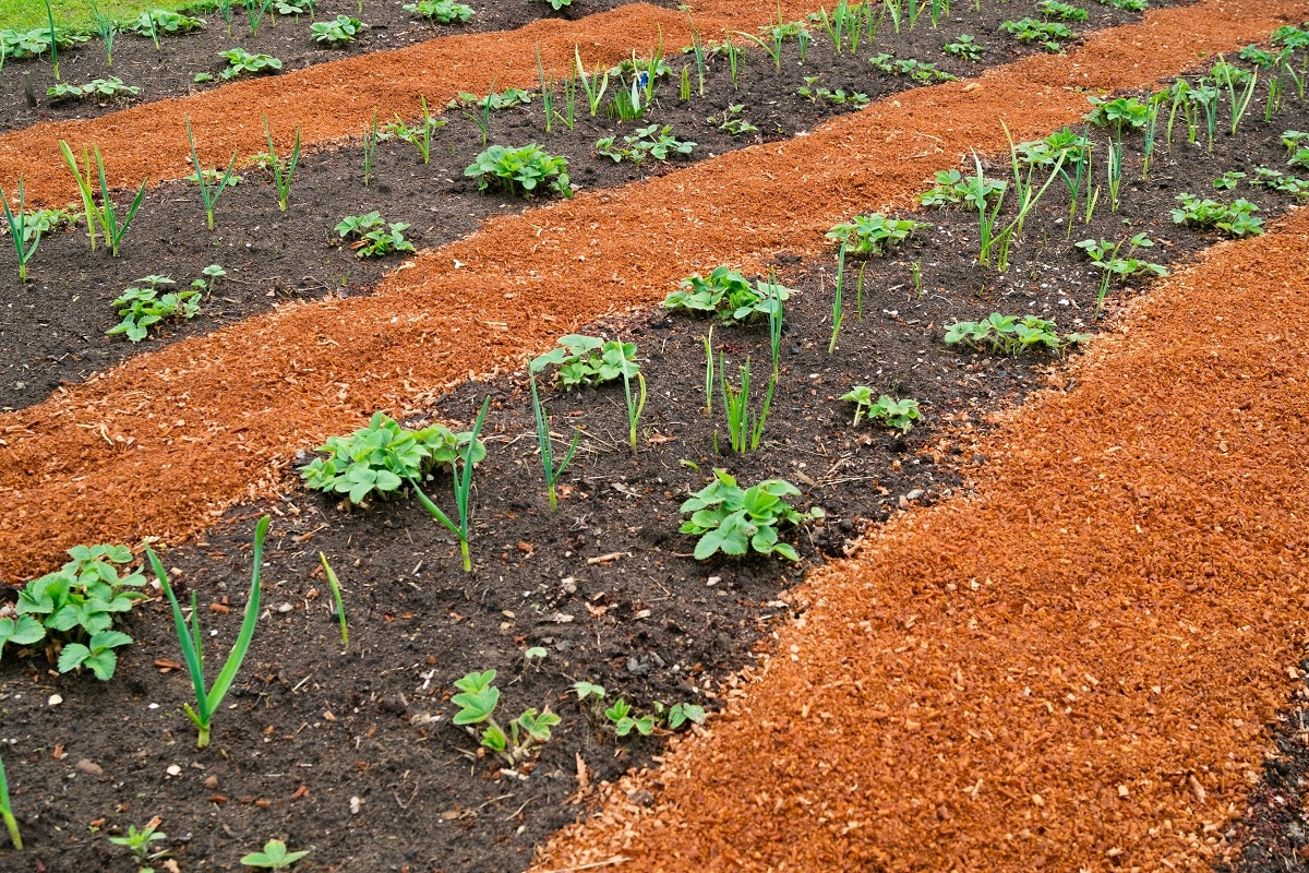 Sawdust Garden walkway