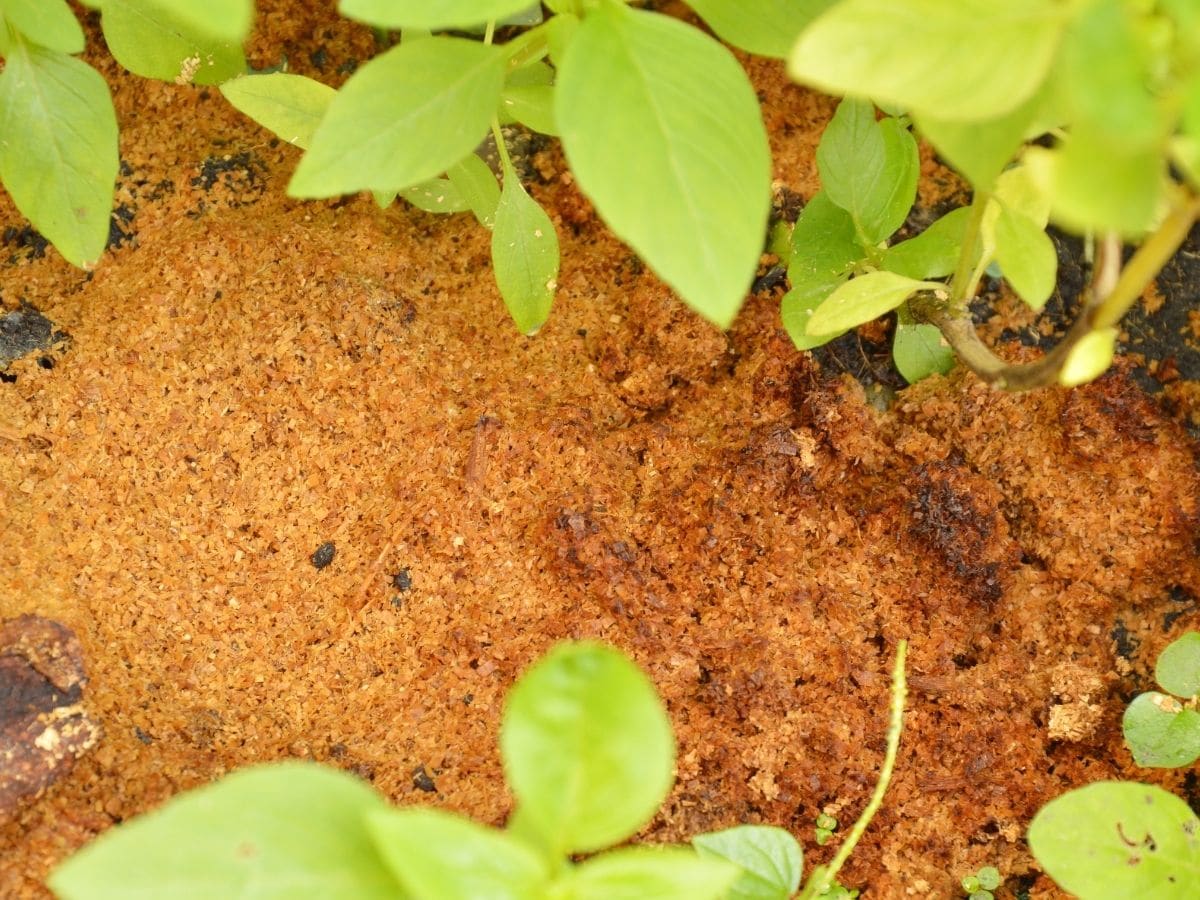 Sawdust holds back weeds