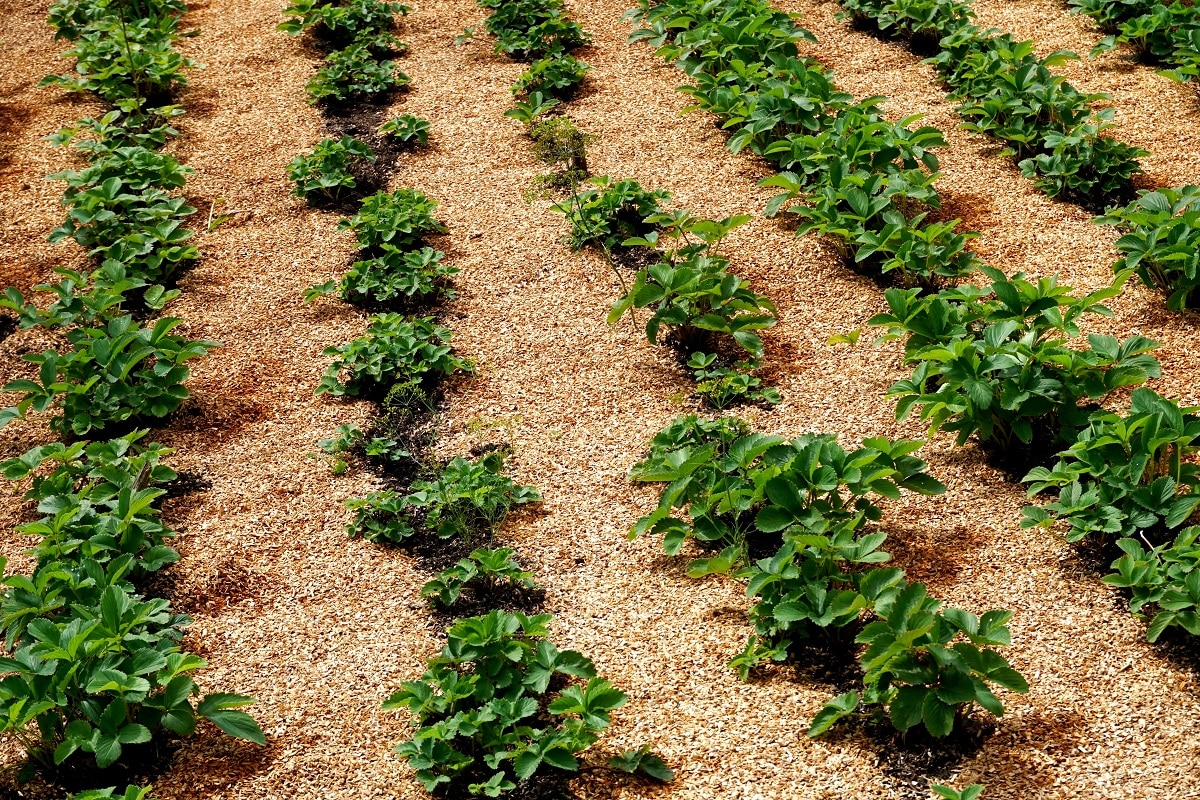 Sawdust in the Garden