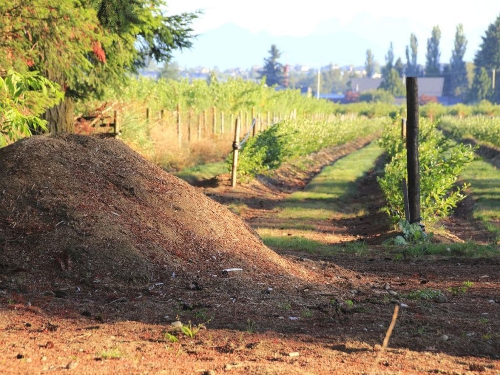 14+ Uses for Sawdust in the Garden With Tutorials Gardening